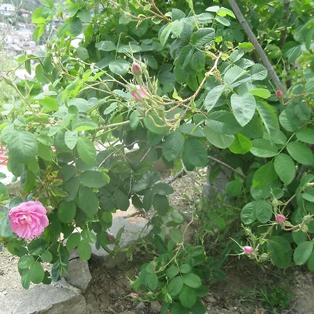 Danai House Palechori